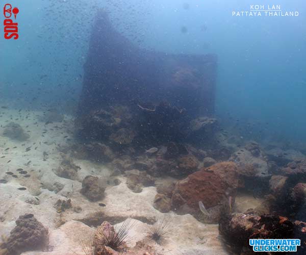 Koh Larn Dive Site Pattaya จุดดำน้ำเกาะล้าน.
