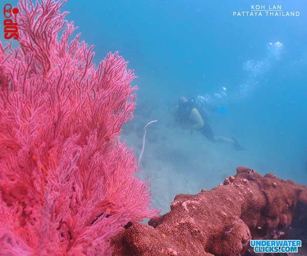 Koh Larn Dive Site Pattaya จุดดำน้ำเกาะล้าน.