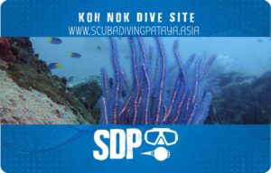 Koh Nok Pattaya Dive Site Coral Reef