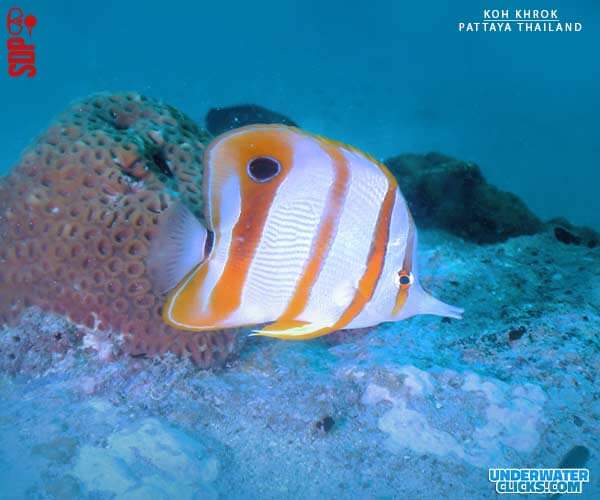 Butterfly Fish KOH KHROK Dive Site Pattaya Thailand - จุดดำน้ำเกาะครก.