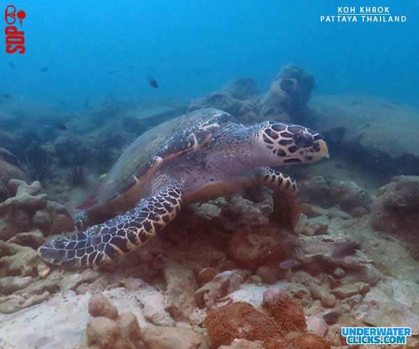 Koh Khrok Dive Site Pattaya Thailand Hawksbill Turtle [scubadivingpattaya.asia]