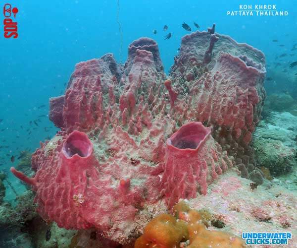 Giant Spong KOH KHROK Dive Site PattayaThailand- จุดดำน้ำเกาะครก.