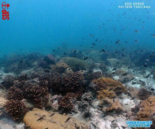 Koh Khrok Dive Site Pattaya Thailand reef [scubadivingpattaya.asia]