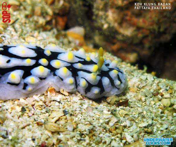 Koh Klung Badan Sea Slug Diving In Pattaya [scubadivingpattaya.asia]