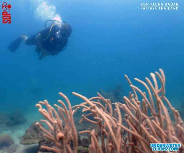 Koh Klung Badan Nudibranch Diving In Pattaya [scubadivingpattaya.asia]