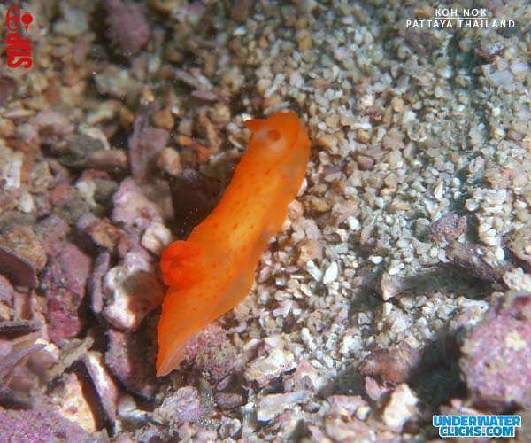Thailand Nudibranch Sea Slug Koh Nok Dive Site Pattaya [scubadivingpattaya.asia]