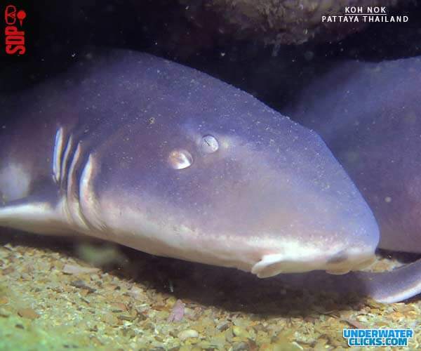 Diving With Bamboo Shark Koh Nok Dive Site Pattaya [scubadivingpattaya.asia]