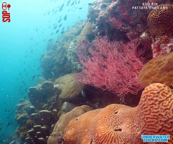 Koh Rin Dive Site Pattaya [scubadivingpattaya.asia]
