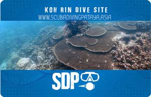 Koh Rin Dive Site Pattaya