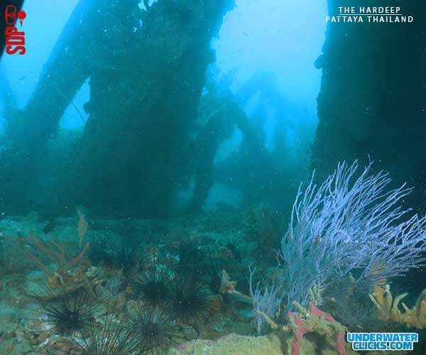 The Hardeep Wreck Dive Site Pattaya จุดดำน้ำสุดาทิพย์.
